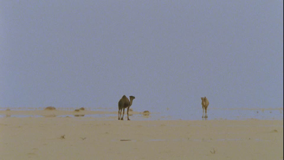 360700154-mirage-fata-morgana-libya-dromedary-heat-haze